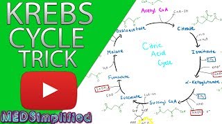 Krebs Cylcle Trick How to remember krebs cycle FOREVER [upl. by Ennovihc532]