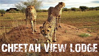 Cheetah View Eco Lodge Waterberg area in Namibia southern Africa [upl. by Haveman]