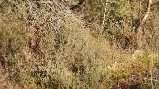 Southern Hawker  Devilla Forest  Fife  19092024 [upl. by Raila]