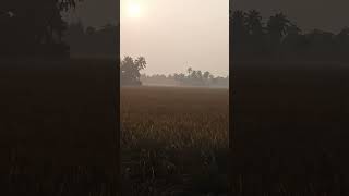 Morning view at Rice feild [upl. by Hoxie]