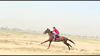 imperial horse riding club🐎 sir Ishtiaq❤❤ [upl. by Eisyak903]