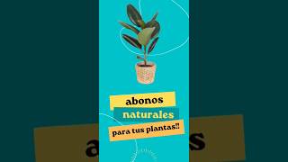 ✅Descubre el poder de los abonos naturales para tus plantas 🌱🌿 Mejora su crecimiento y vitalidad [upl. by Nodnar]