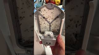 Get Rid of Gnats Fruit Flies amp Mosquitoes in Your House [upl. by Eladal604]