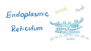 Endoplasmic Reticulum  Rough Endoplasmic Reticulum RER Smooth Endoplasmic Reticulum SER [upl. by Aihsikal]