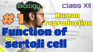 Function of sertoli cell1 [upl. by Kisung]