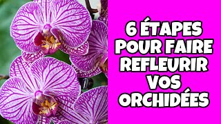 🍎❤️COMMENT FAIRE REFLEURIR LES ORCHIDÉES [upl. by Angelina358]