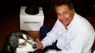 Dad Built an Air Cooler For His Dog  HOW YOU CAN KEEP ALASKAN MALAMUTE HAPPY IN CALIFORNIA [upl. by Barnaba]