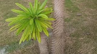 Madagascar Palm Tree care nature plants [upl. by Mailand]