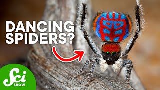 9 New Spider Species We Just Discovered [upl. by Emirak690]