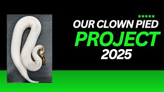 2025 Clown Pied Ball Python Project [upl. by Dirraj]