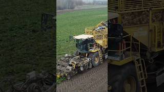 Burak cukrowy 2024 agriculture rolnictwo oporowo [upl. by Rolf]