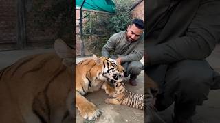 Tiger with cubs faiziwildlifefarm savewildlife tiger [upl. by Blain123]