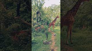 Shocking🫨🫨 Snake🐍🐍🐍Attack Squirrel🐿️🐿️vs Giraffe🦒 🦒😱 viral 😱 reels viral shorts [upl. by Assetal]