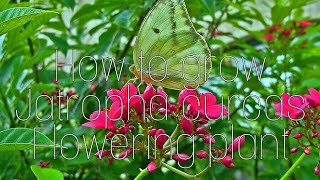 How to grow Jatropha curcas flowering plant best pollinator attracter [upl. by Yralam635]