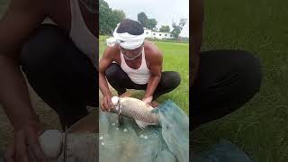 fish cutting fishing fish short looseweightinoneweek shorts short shortsvideo shortvideo [upl. by Htiekel]