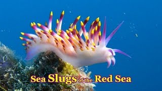 Sea Slugs of the Red Sea  30 colorful species Nudibranchs amp Sea Slugs [upl. by Culbertson]