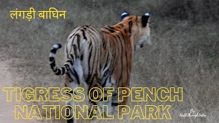 Langdi Tigress of Pench Tiger Reserve  Madhya Pradesh [upl. by Allisurd]