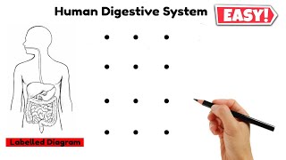 12 dots की मदद से human digestive system labelled diagram class 10  मानव पाचन तंत्र चित्र [upl. by Tifanie]