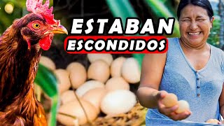 GALLINA estaba ESCONDIENDO los huevos en otro NIDO  Erika Taizha [upl. by Eirojram]