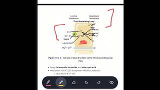 loop diuretics mechanism of action moa  MBBS  Pharmacology  in urdu  hindi [upl. by Myrvyn]