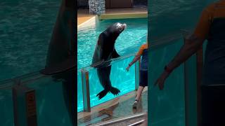 🐬😍SeaWorld Orlando 😍orcadolphinshow 🐀animalsdolphinshortsfeed seaworld10million shortviral [upl. by Ecirtap]