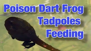 Poison Dart Frog TADPOLES Feeding  HD [upl. by Animrac]