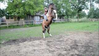 kładzenie konia leżenie dębowanie galop na cordeo ukłony [upl. by Yzzo]