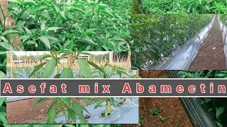 Bahan aktif asefat mix abamectin [upl. by Mcmullan]