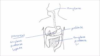 Enzymes In Digestion  GCSE Science  Biology  Get To Know Science [upl. by Ahsietal]