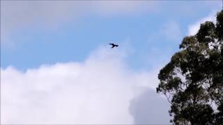 Wedge Tailed Eagle calls [upl. by Grayson]