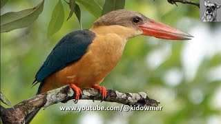 Bird Call STORKBILLED KINGFISHER Calling [upl. by Nevins]