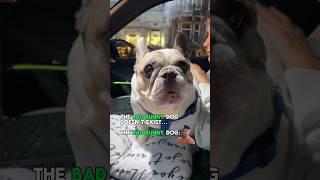 The Bad Bunny dog doesnt exist dog frenchbulldog animals pets funny viral [upl. by Anaujat]