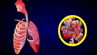 REGULATION OF RESPIRATION [upl. by Naitsabes]