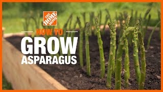 How to Grow Asparagus  Edible Gardening  The Home Depot [upl. by Snej]