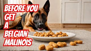 BEFORE Getting a Belgian Malinois A MUST WATCH  Before You Get a Belgian Malinois  Dog Training [upl. by Nickolas]