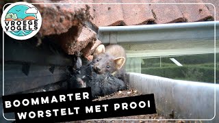 Boommarter sleept prooi onder dakpannen  Zelf Geschoten  Vroege Vogels [upl. by Ellyn]