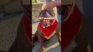 ♥️😆Siete Pazzi 😆♥️ icerubacuori superstar americanbully vip pitbull amore [upl. by Aryahay]