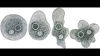 NUTRITION IN AMOEBACBSE 10 CLASS biology nutritionTypes of Heterotrophic Nutrition [upl. by Wainwright995]