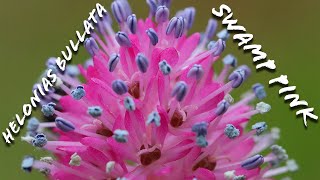 Swamp Pink Helonias bullata  Threatened Thursday  Pisgah National Forest North Carolina [upl. by Trilbee]