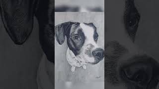 Pencil drawing dog doglover art drawing sketch artist pencildrawing pencil song love [upl. by Miki]