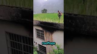 Chinese farming on rooftop 😲 shorts short farming [upl. by Ahsinal272]