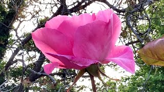 A beautiful new day in my Rustic wild garden Restful and joyful [upl. by Jessie]