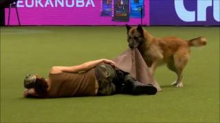 Crufts 2017 Lusy amp Deril  heelwork to music international freestyle  Military [upl. by Nya]