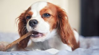 Do Cavalier King Charles Spaniels Shed a Lot [upl. by Boudreaux]