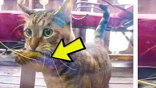 Hungry Cat Silently Begs to Buy Fish by a Leaf Then the Seller Did Something Unbelievable [upl. by Hanahs]