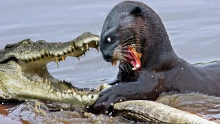 The Horrifying Moment About Crocodile Attacks Otter In The Wild [upl. by Nisse]