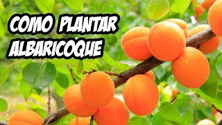 COMO PLANTAR UN ALBARICOQUE CON ÉXITO 🍑  Paso a Paso  La Huerta de Ivan [upl. by Tebzil760]