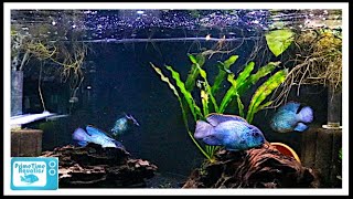 Nine Great Beginner Cichlids [upl. by Scarlett]