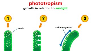 Mechanisms of Plant Growth [upl. by Tarrance]