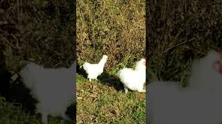 Bantam chickens free ranging homestead chickens bantams freerangechickens [upl. by Dnaltroc868]